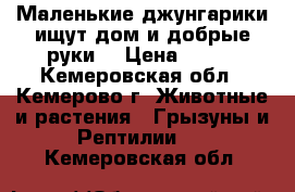 Маленькие джунгарики ищут дом и добрые руки. › Цена ­ 100 - Кемеровская обл., Кемерово г. Животные и растения » Грызуны и Рептилии   . Кемеровская обл.